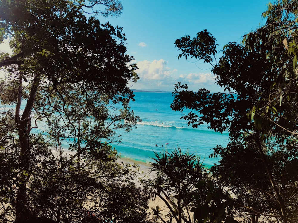 a view of a beach through some trees