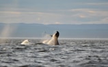 a humpback whale dives into the water