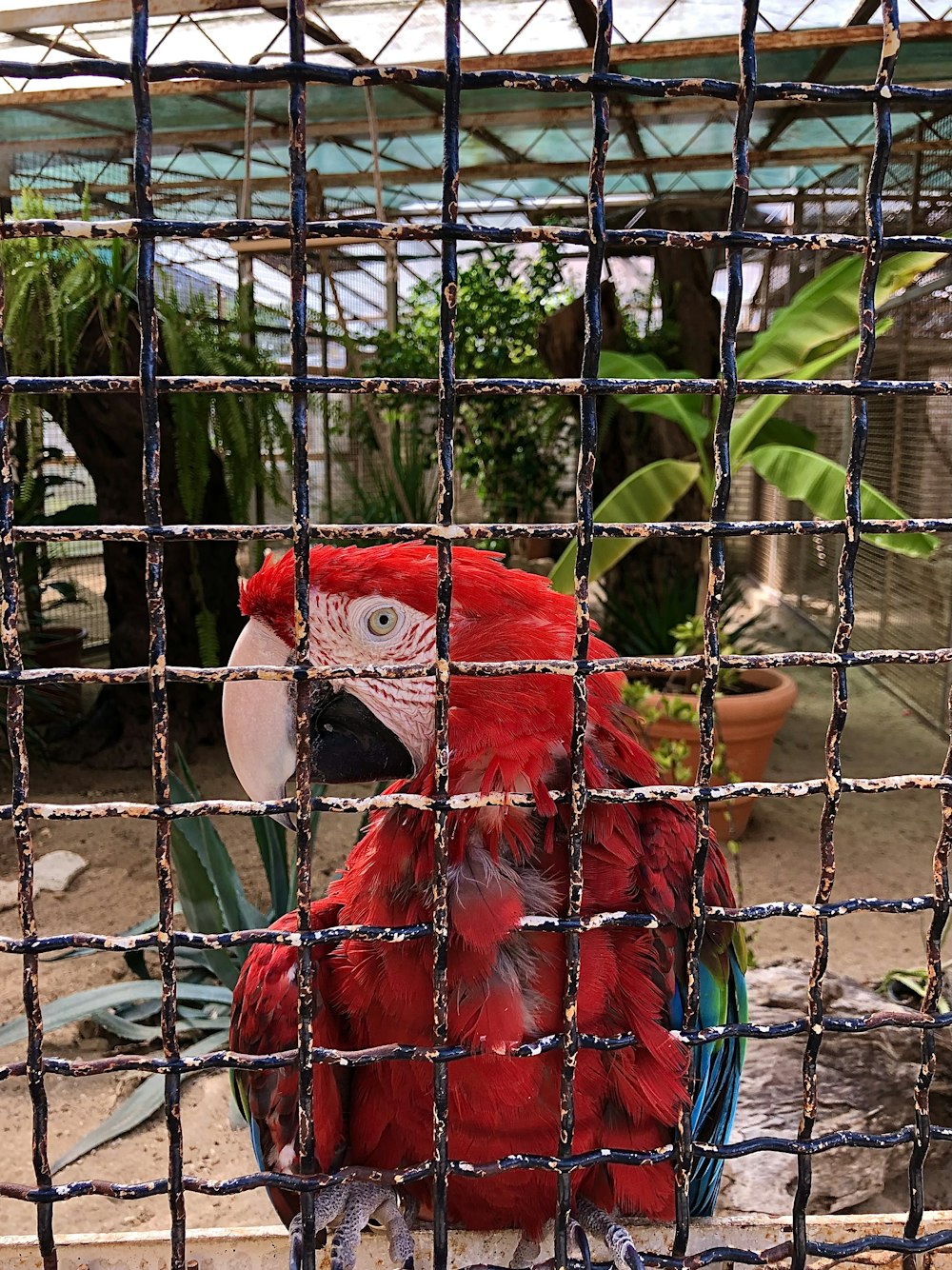 a red and blue parrot sitting in a cage