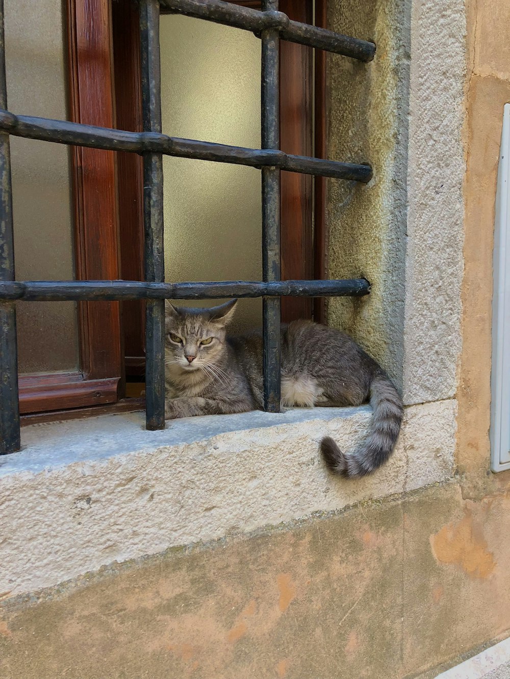 a cat sitting on a window sill looking out