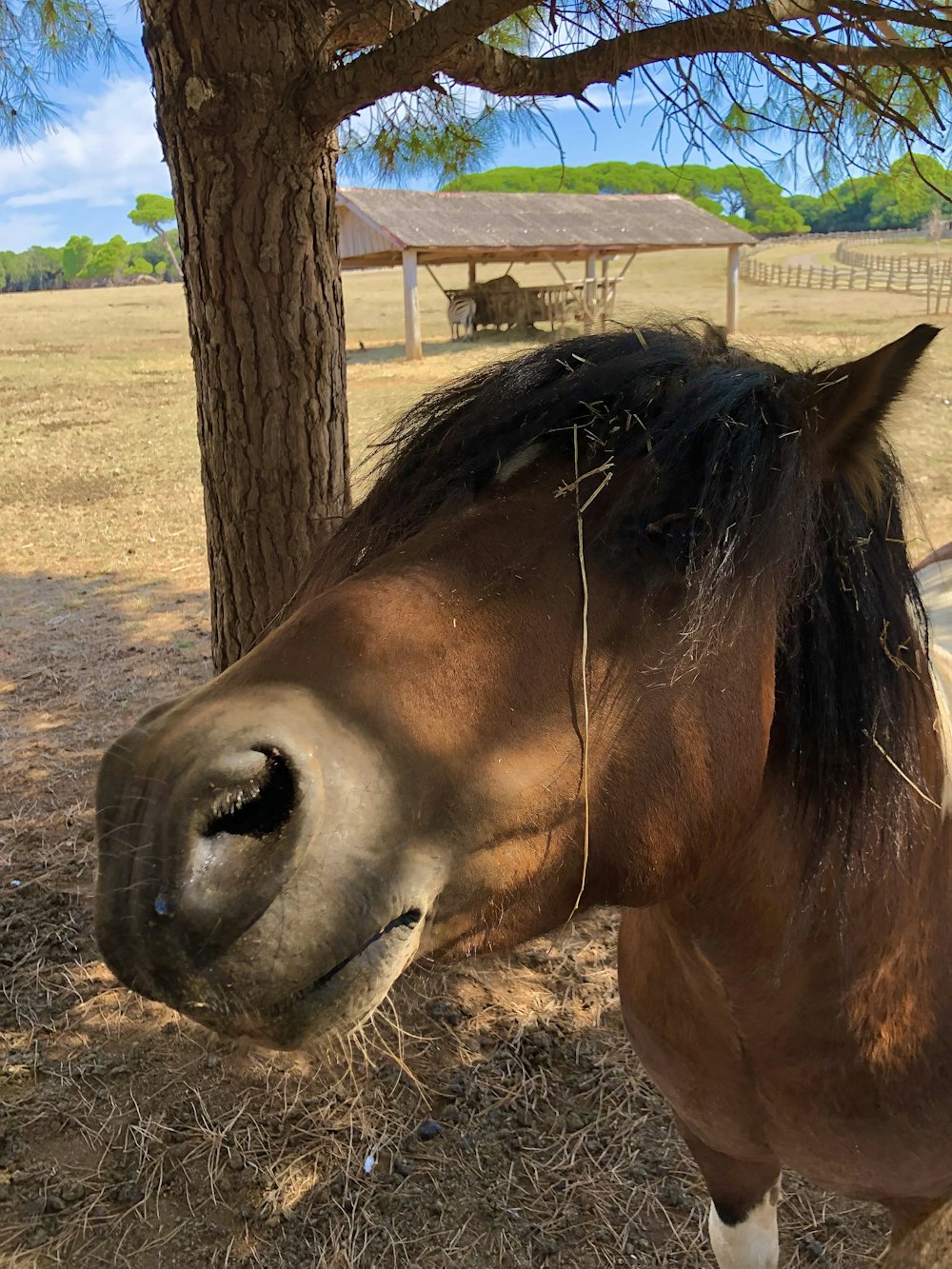 a brown horse standing on top of a dry grass field