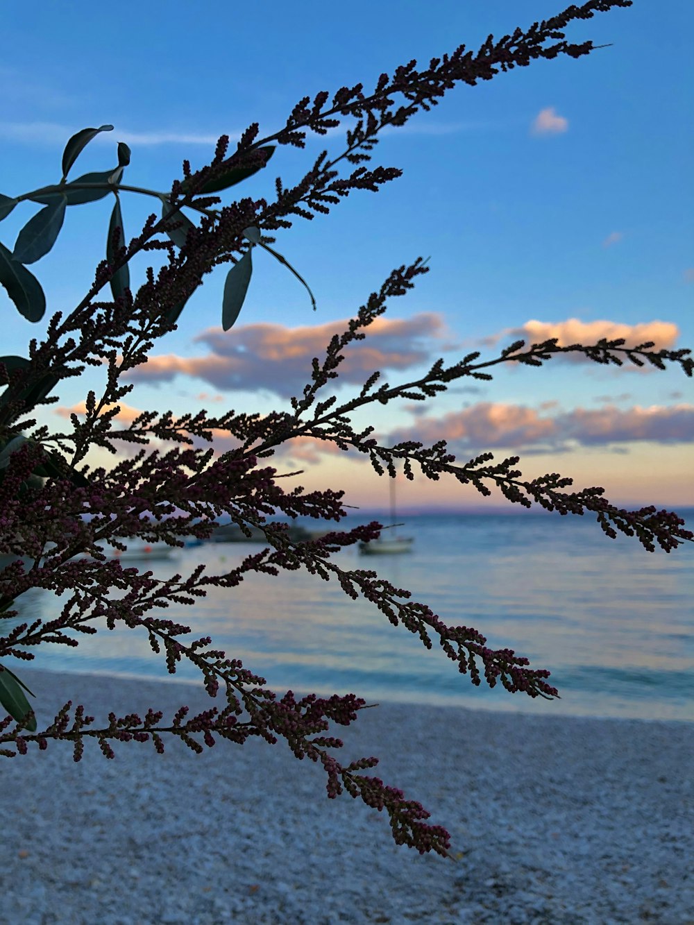 a branch of a plant on a beach near the ocean