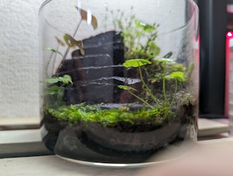 A glass terrarium containing small green plants and moss, with a dark stone placed in the center. The scene is set against a light background, creating a contrast between the natural elements and the indoors.
