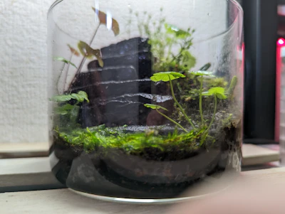 A sleek glass terrarium filled with lush green moss and tiny ferns, softly lit by natural sunlight.