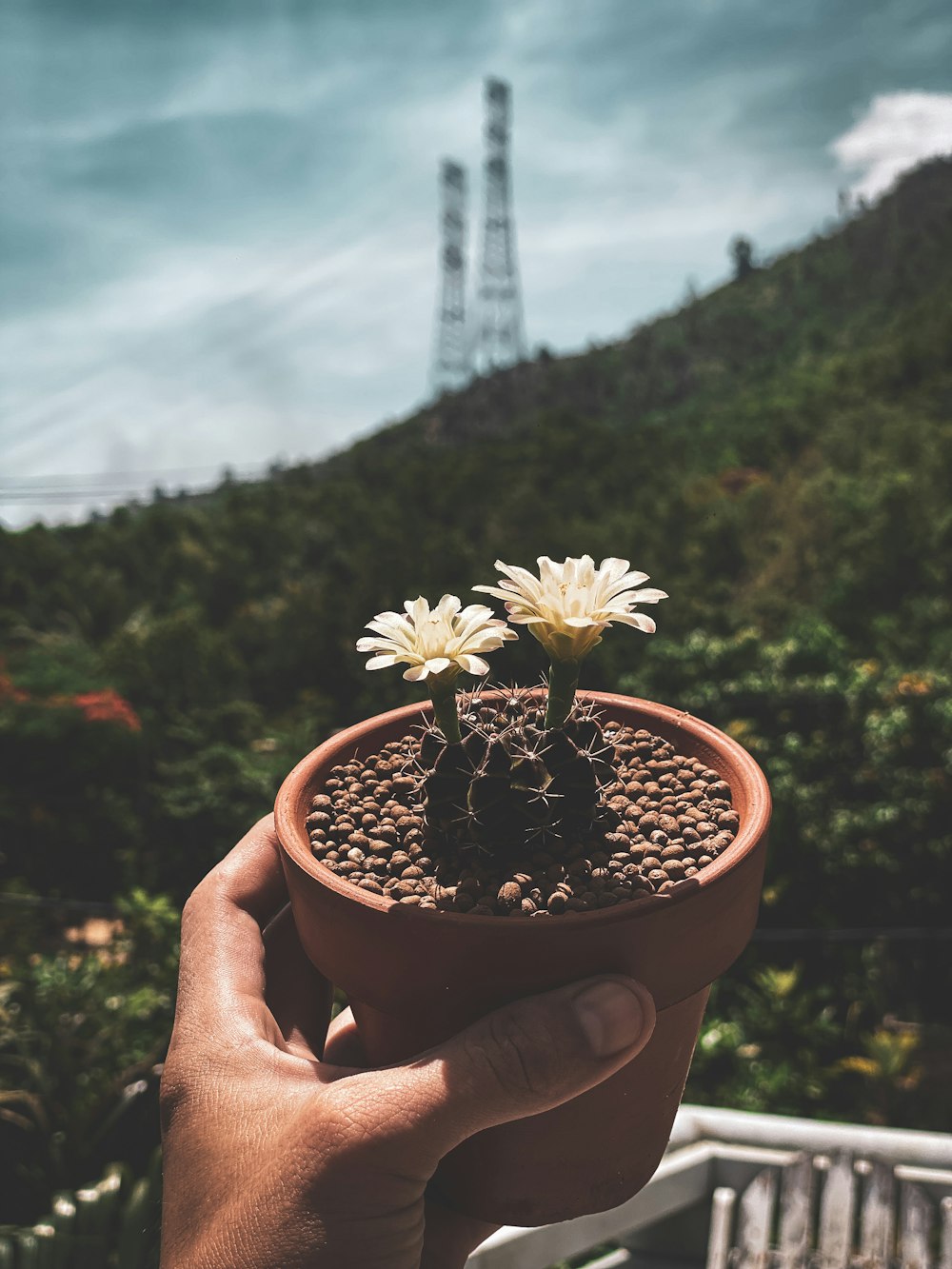 a person holding a small potted plant with flowers