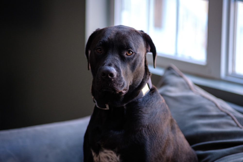 a dog sitting on a couch looking at the camera