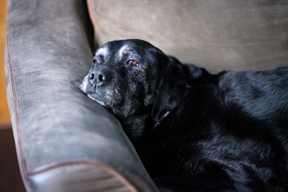 a large black dog laying on top of a couch