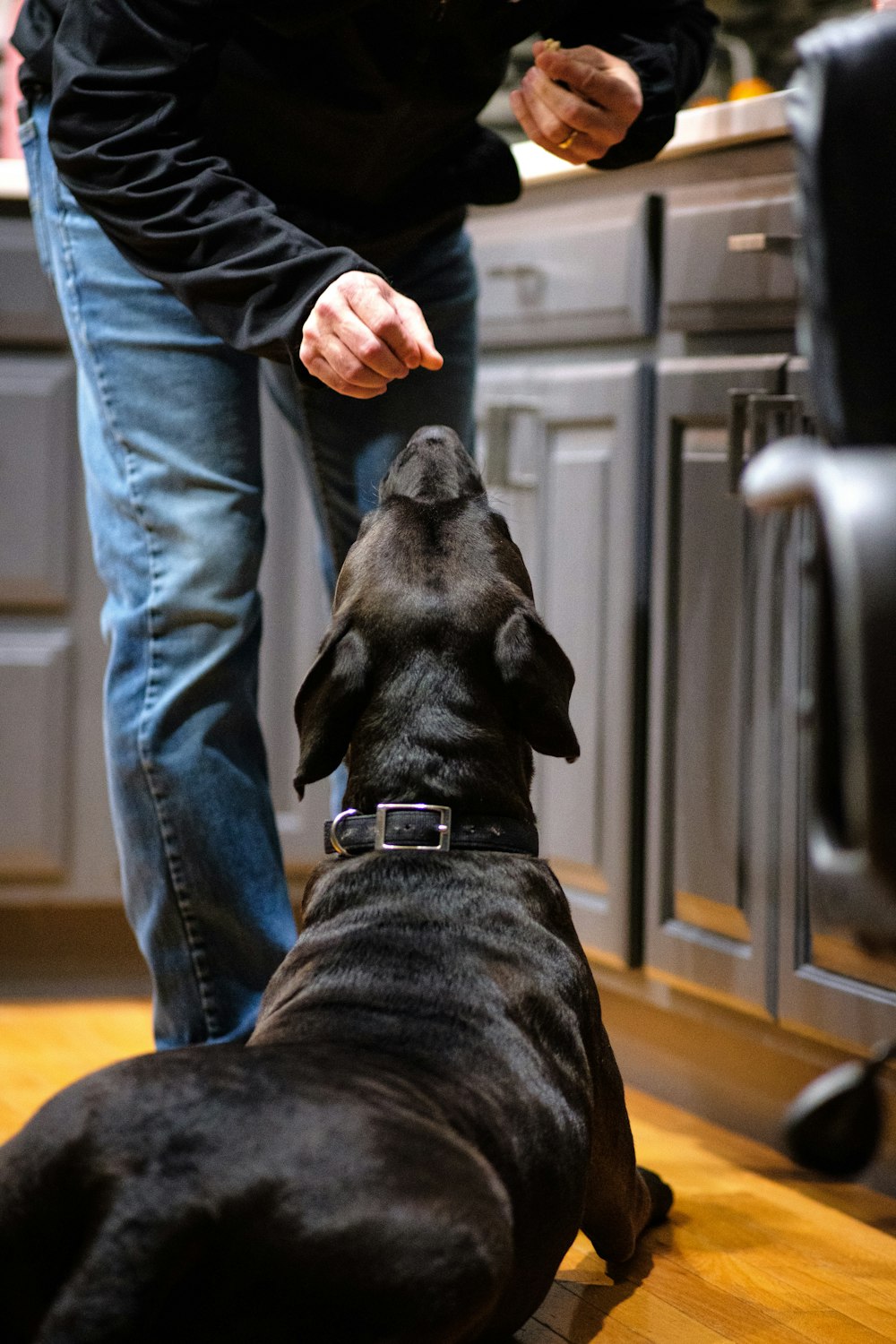 a man standing next to a black dog on a hard wood floor