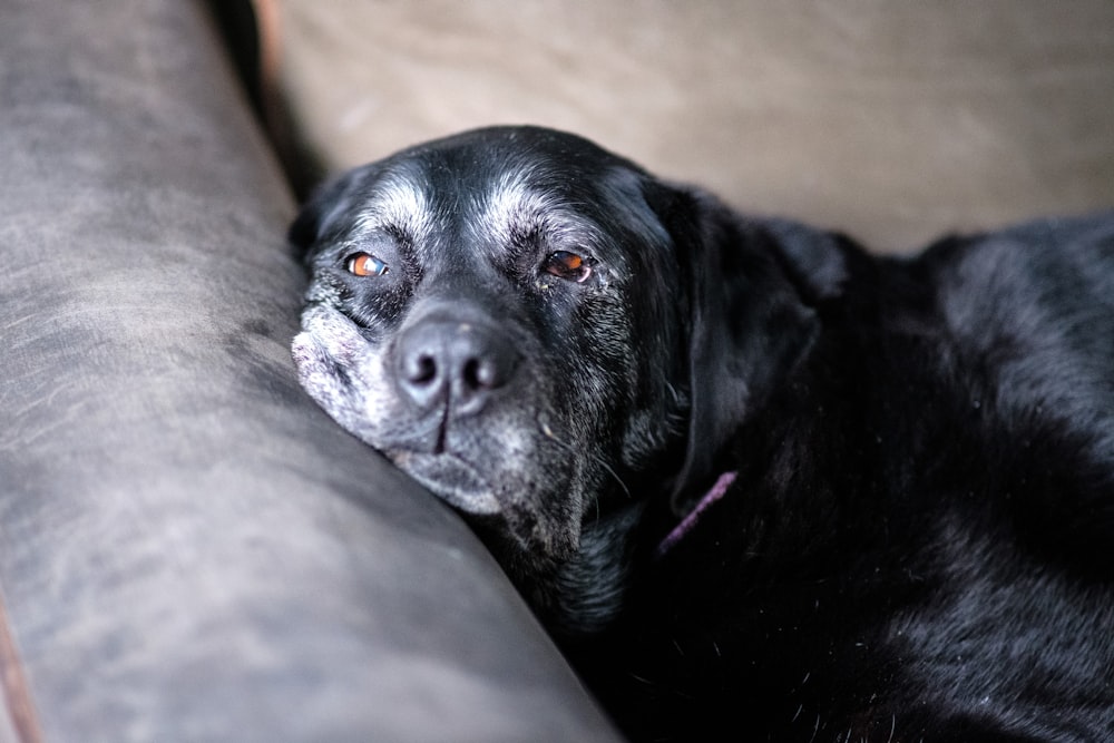 a close up of a dog laying on a couch