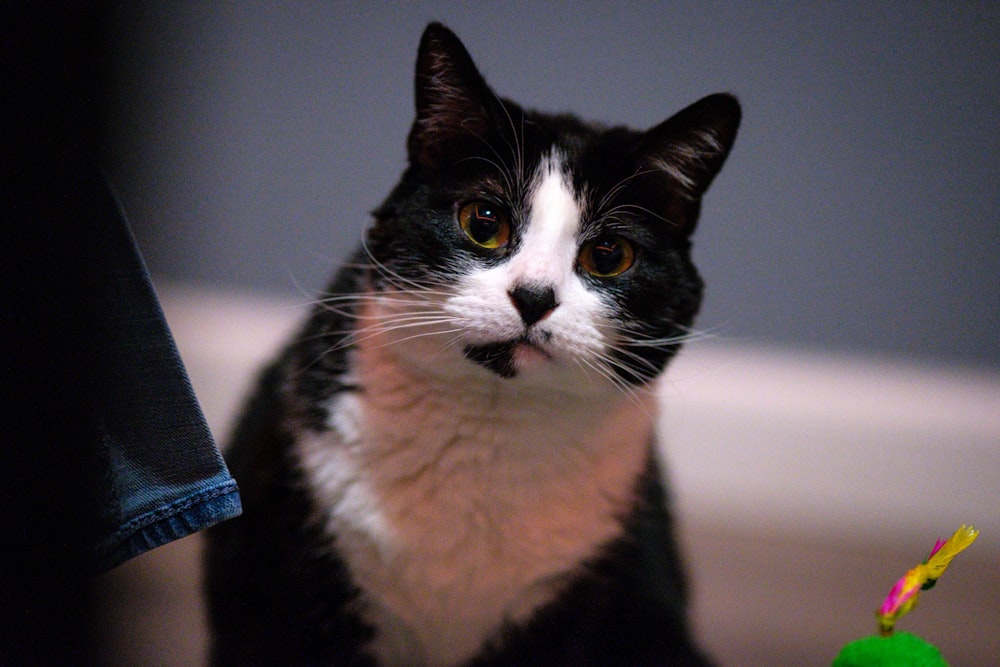 a black and white cat sitting next to a toy