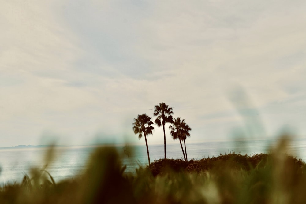 a couple of palm trees sitting on top of a lush green field