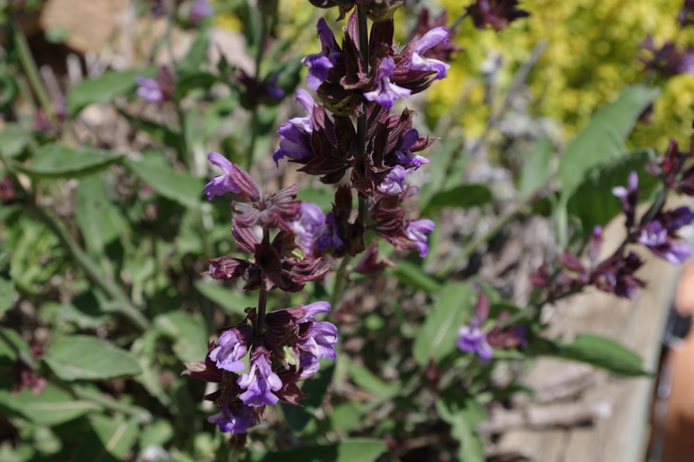 a close up of a plant with purple flowers