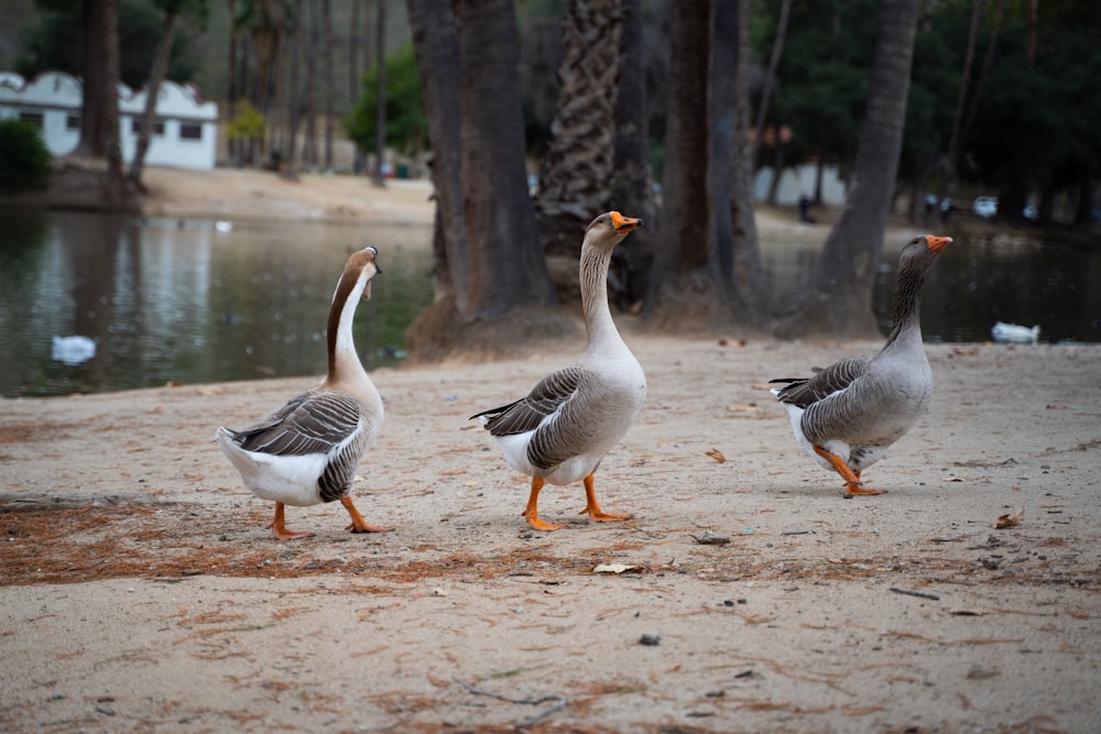 a group of ducks walking across a sandy beach