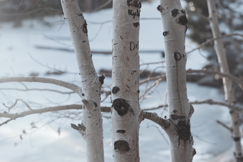 a group of trees that are standing in the snow