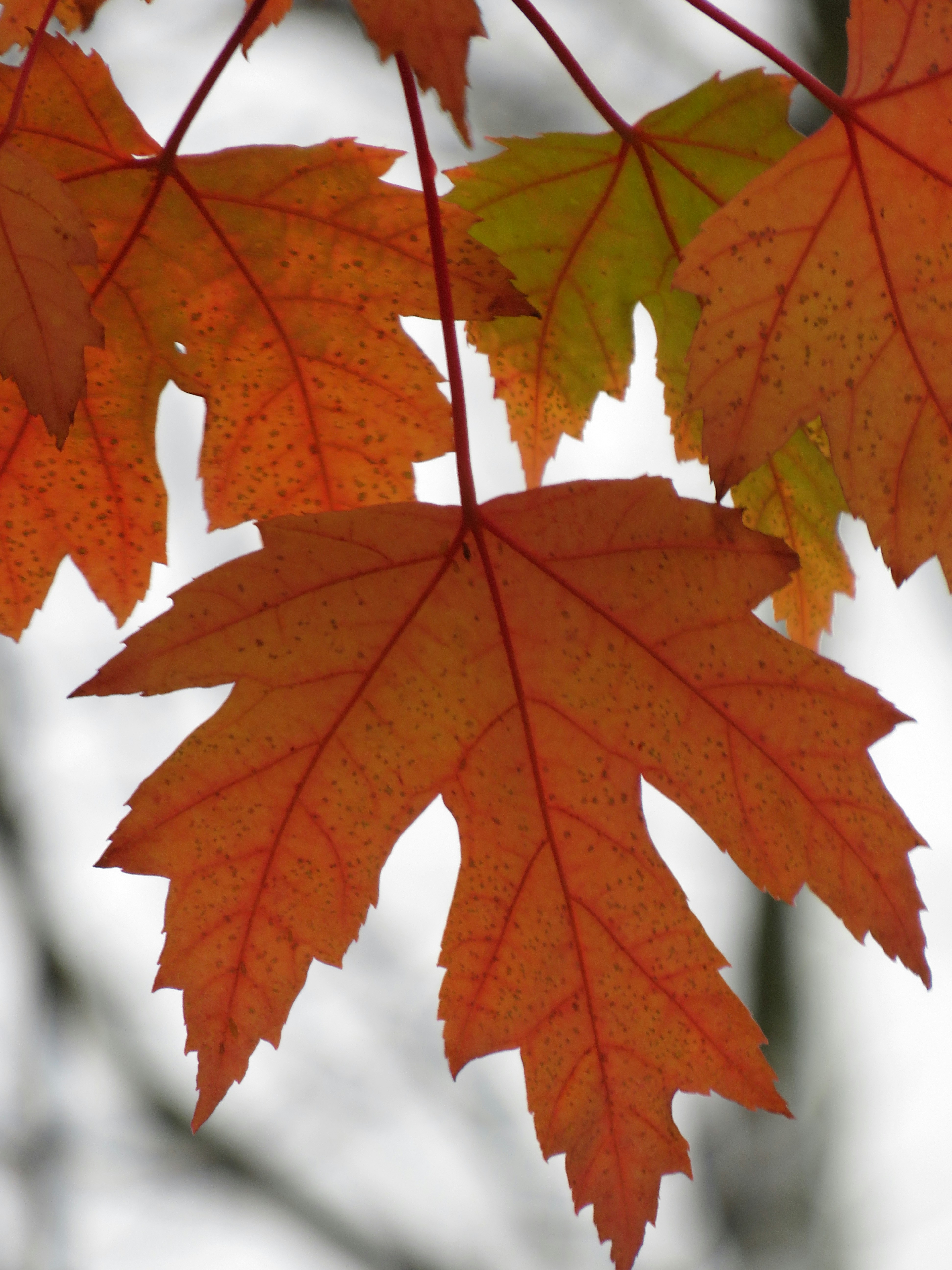 Photo by albertstoynov