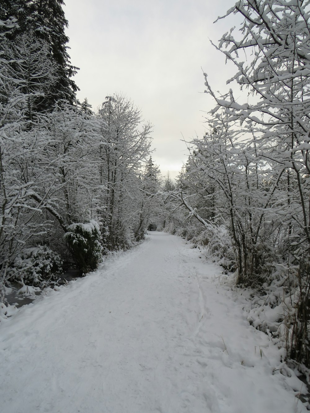 eine schneebedeckte Straße mitten im Wald