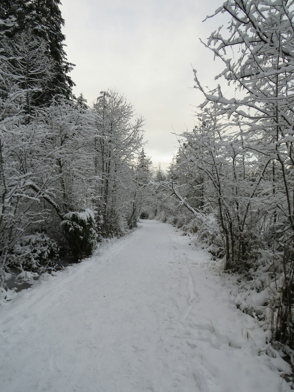 a snow covered road in the middle of a forest