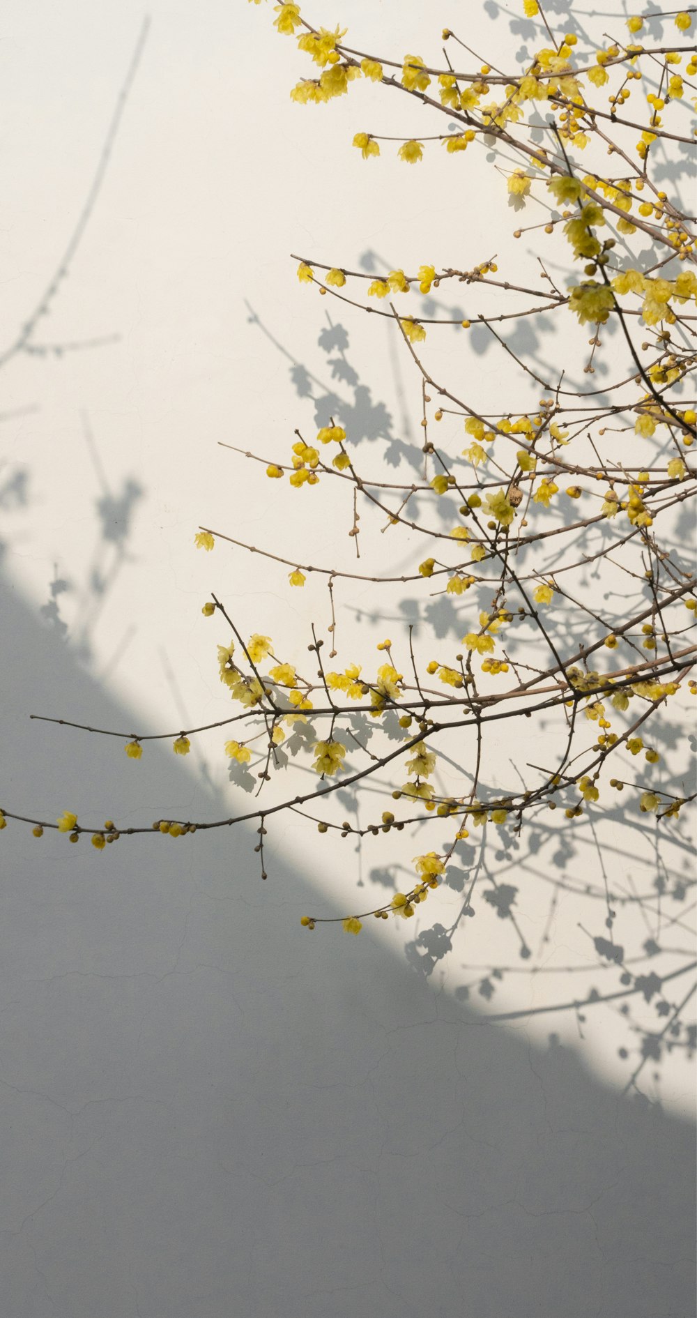 a branch with yellow flowers in the shadow of a wall