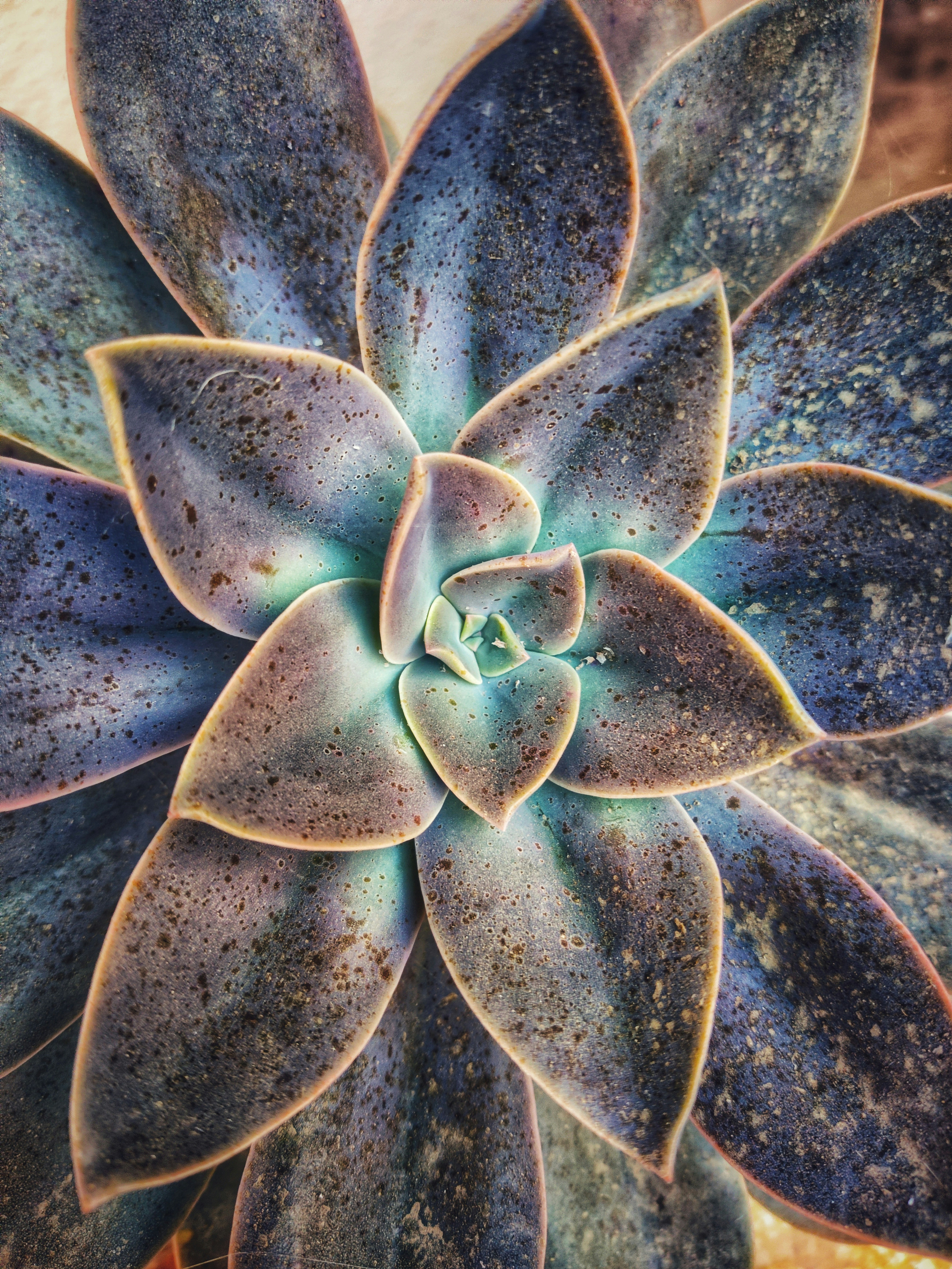 16 Cosmic Tortoiseshell Cat Names Inspired by Starry Color Patterns