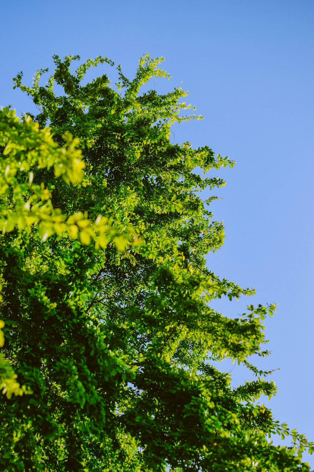 a tall tree with a blue sky in the background