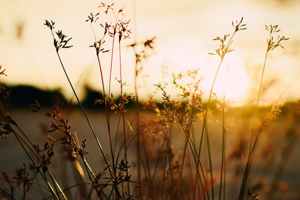 a close up of a plant with the sun in the background