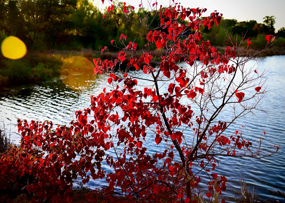 a tree with red leaves near a body of water