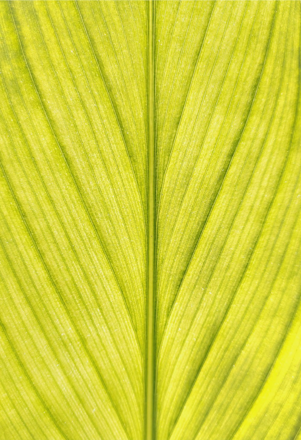 a close up view of a green leaf