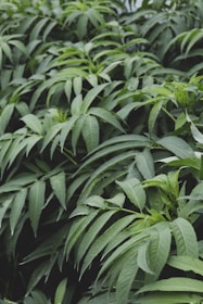 Lush, green foliage with long, slender leaves densely packed together. The leaves have a rich, vibrant green color, indicating healthy vegetation and a natural setting.