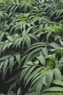 Lush, green foliage with long, slender leaves densely packed together. The leaves have a rich, vibrant green color, indicating healthy vegetation and a natural setting.