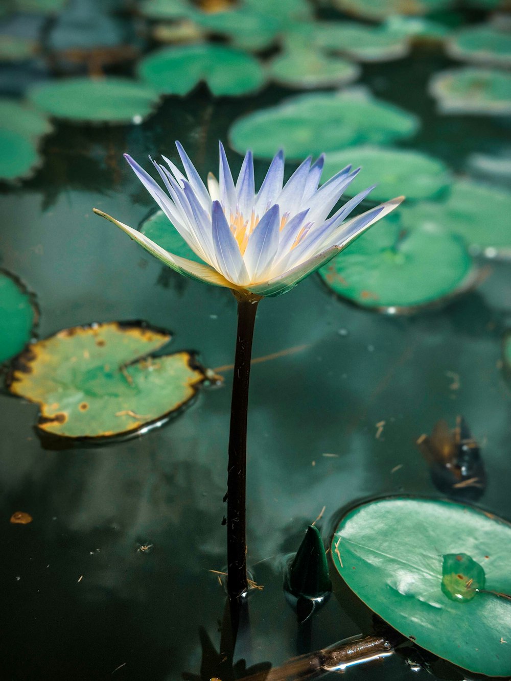 a white water lily in a pond with lily pads