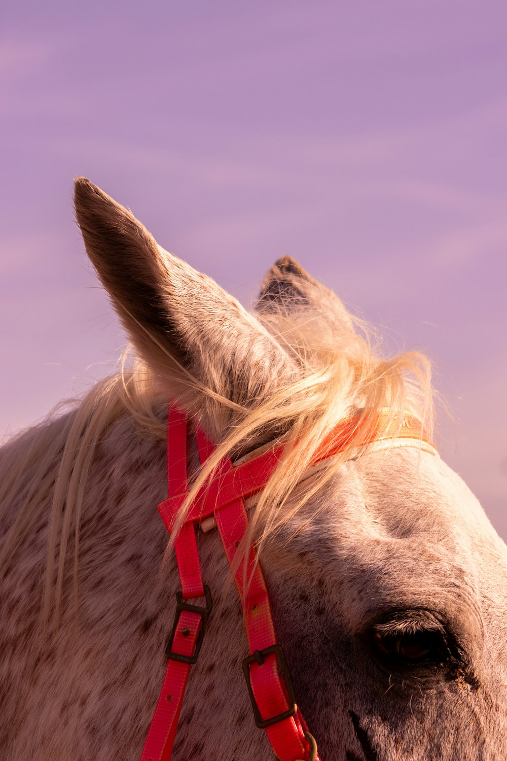 a close up of a horse wearing a red harness