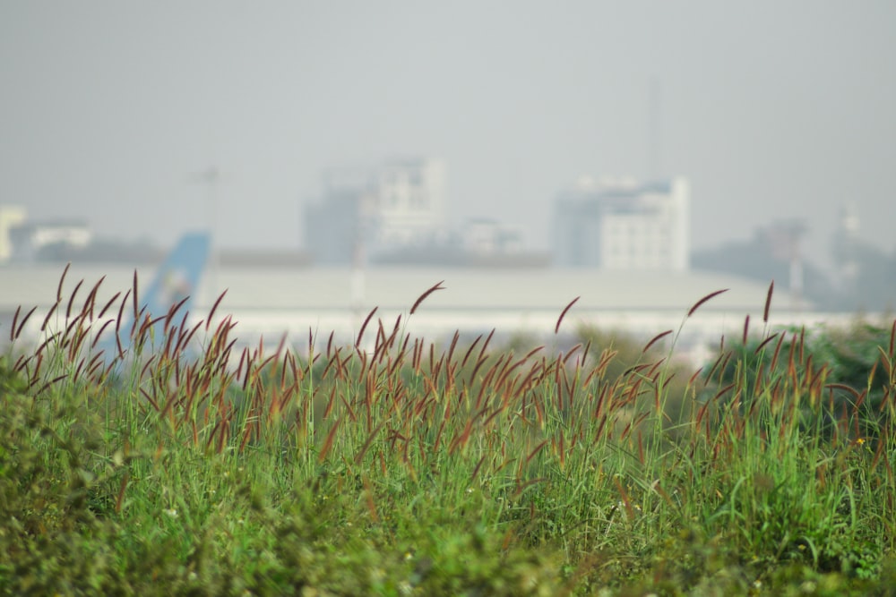 a field of grass with buildings in the background