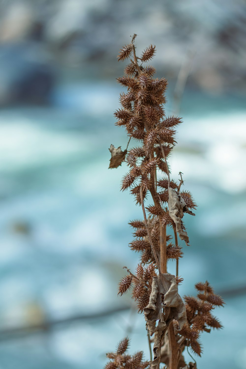 a close up of a plant with water in the background