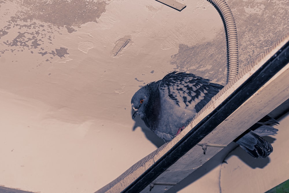 a pigeon sitting on a ledge of a building