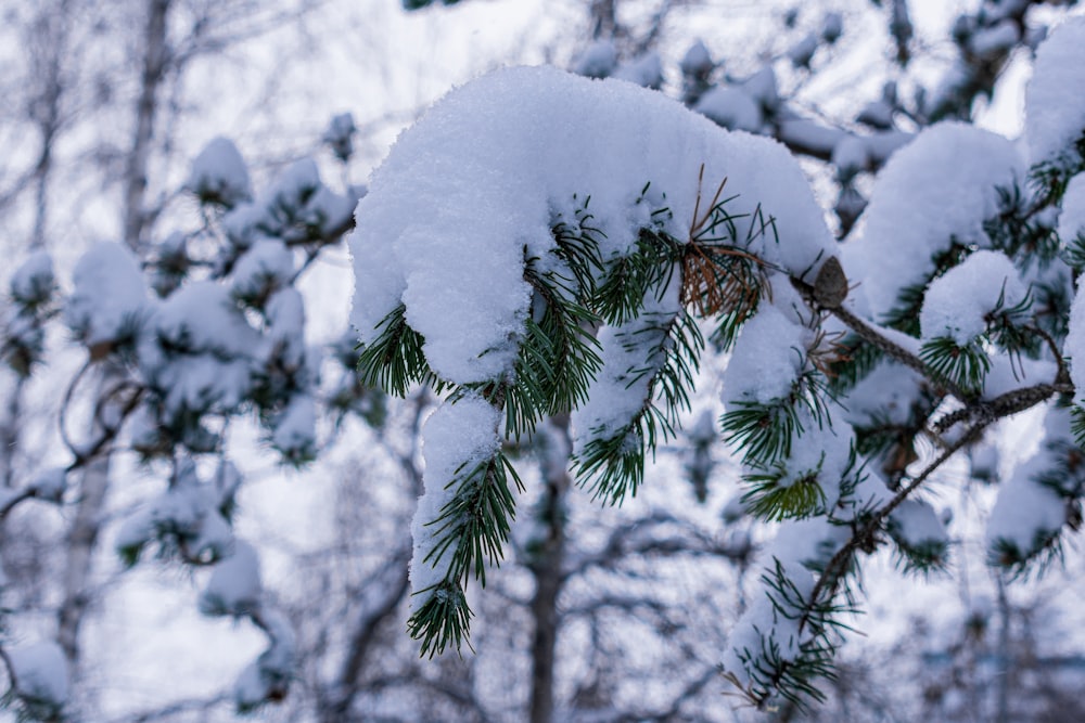 a branch of a pine covered in snow