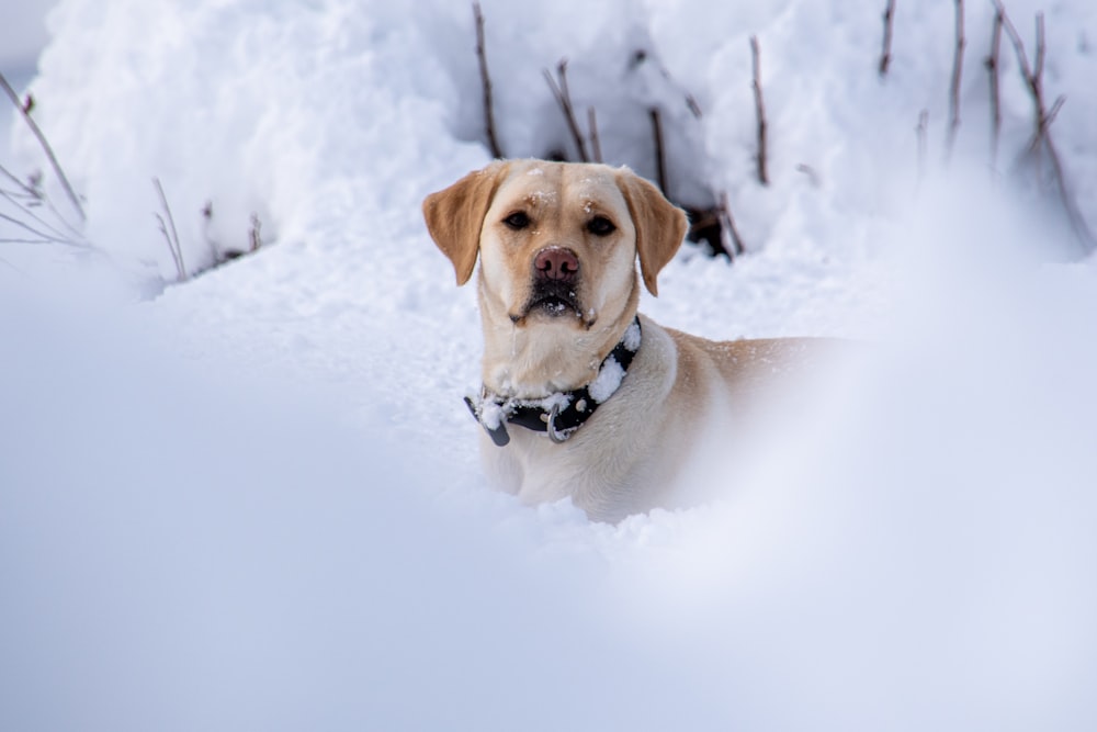 a dog laying in the snow looking at the camera