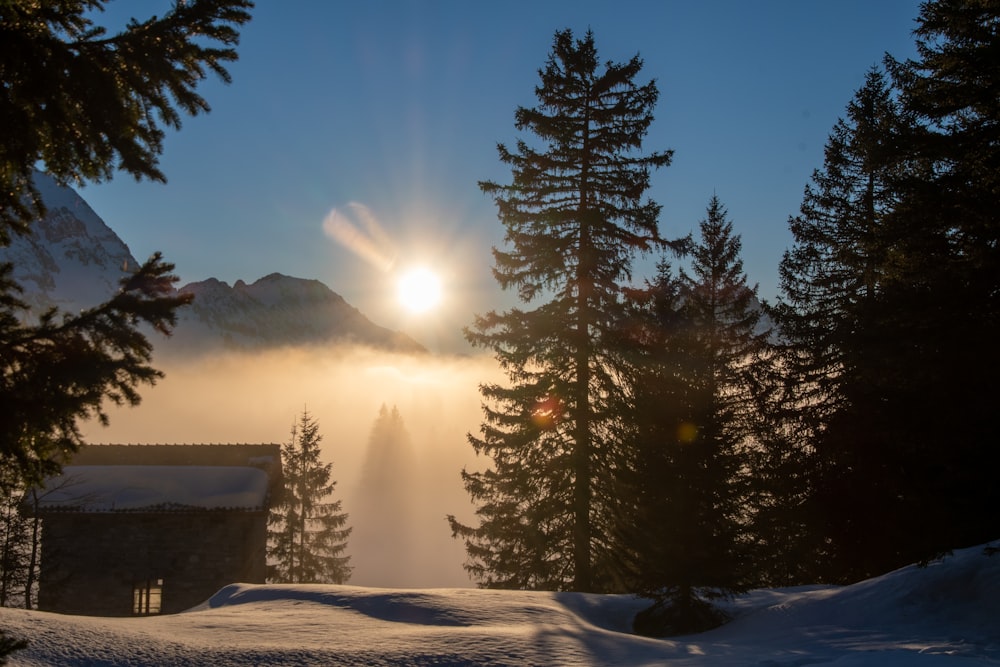 the sun is shining through the trees in the snow