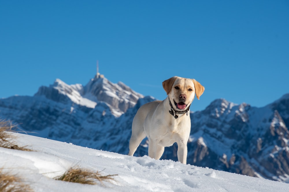 a dog standing in the snow with mountains in the background