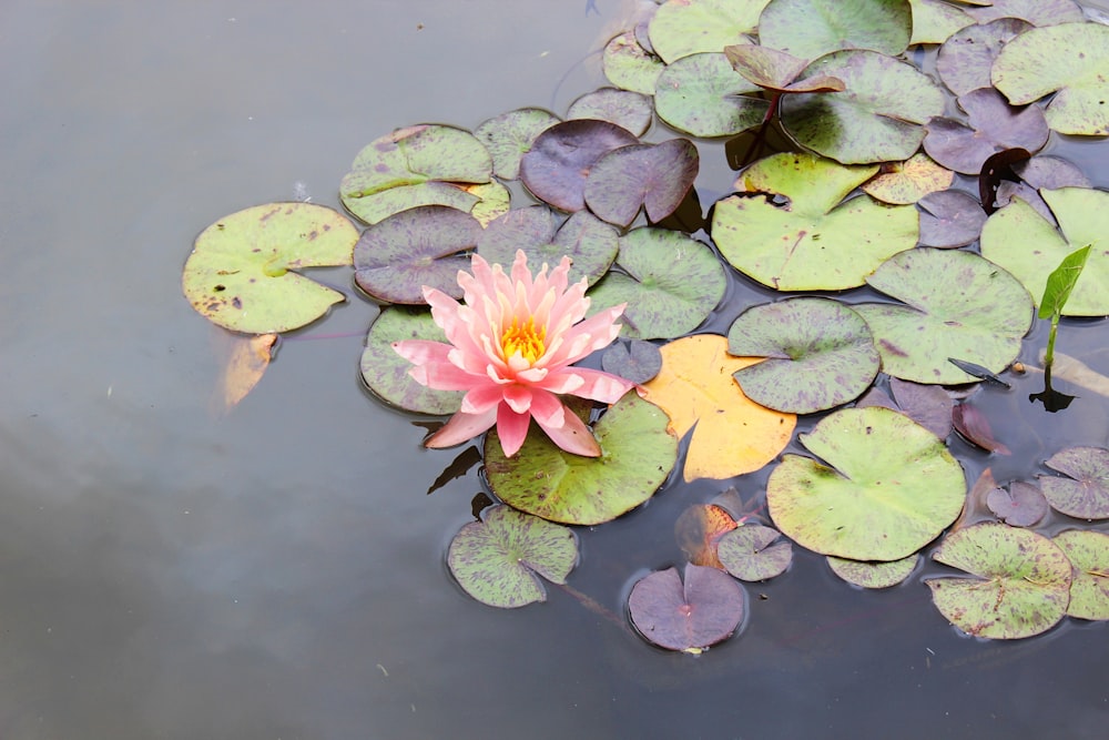 a pink water lily floating on top of a pond