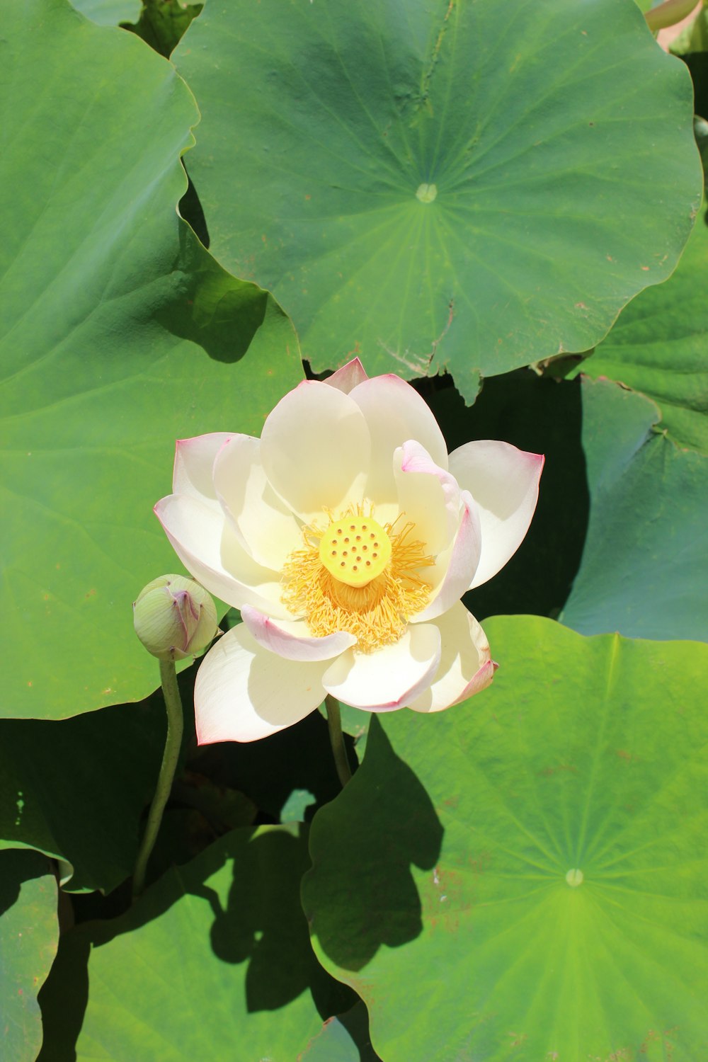 a white lotus flower surrounded by green leaves