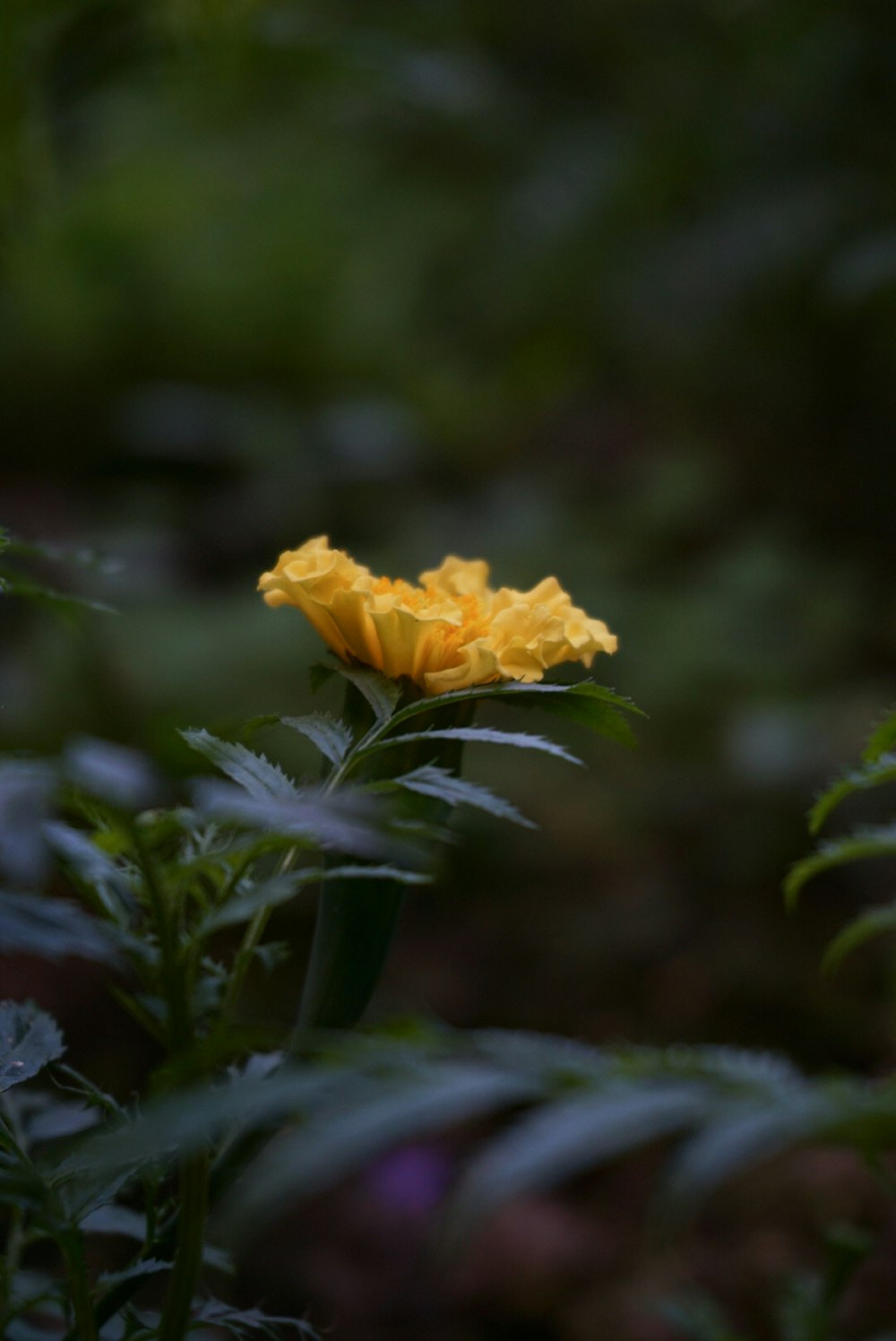 a yellow flower with green leaves in the background