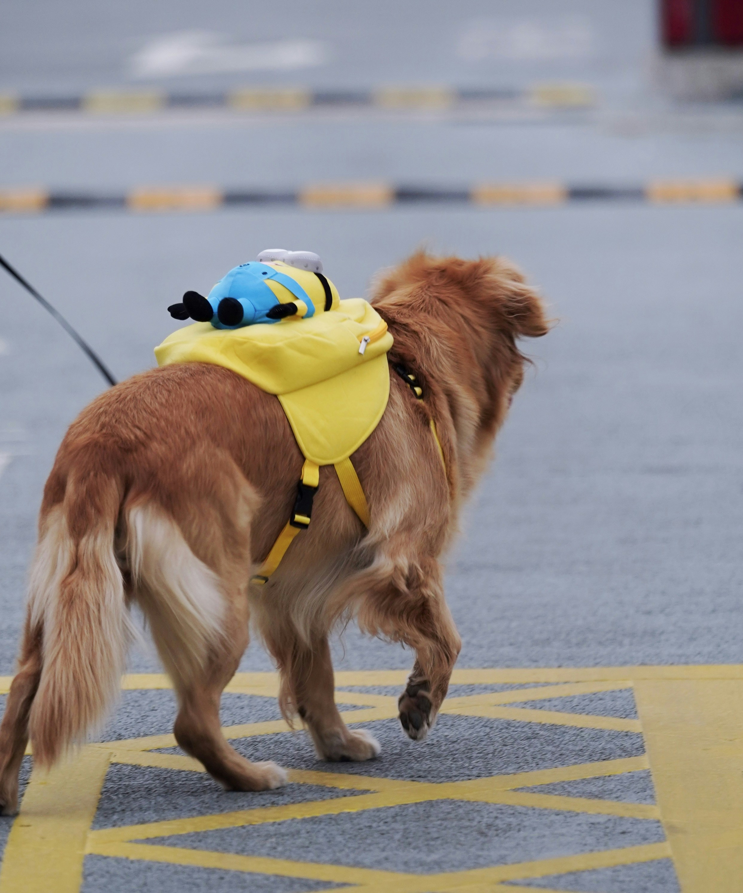 a brown dog wearing a yellow vest and a blue hat