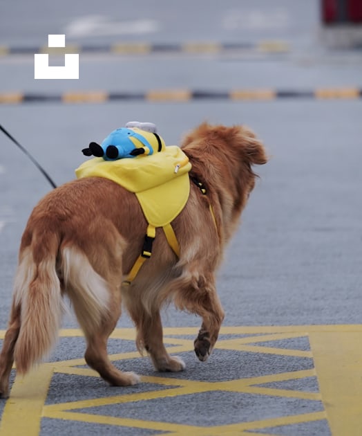 Un chien brun portant un gilet jaune et un chapeau bleu photo – Photo  Mammifère Gratuite sur Unsplash