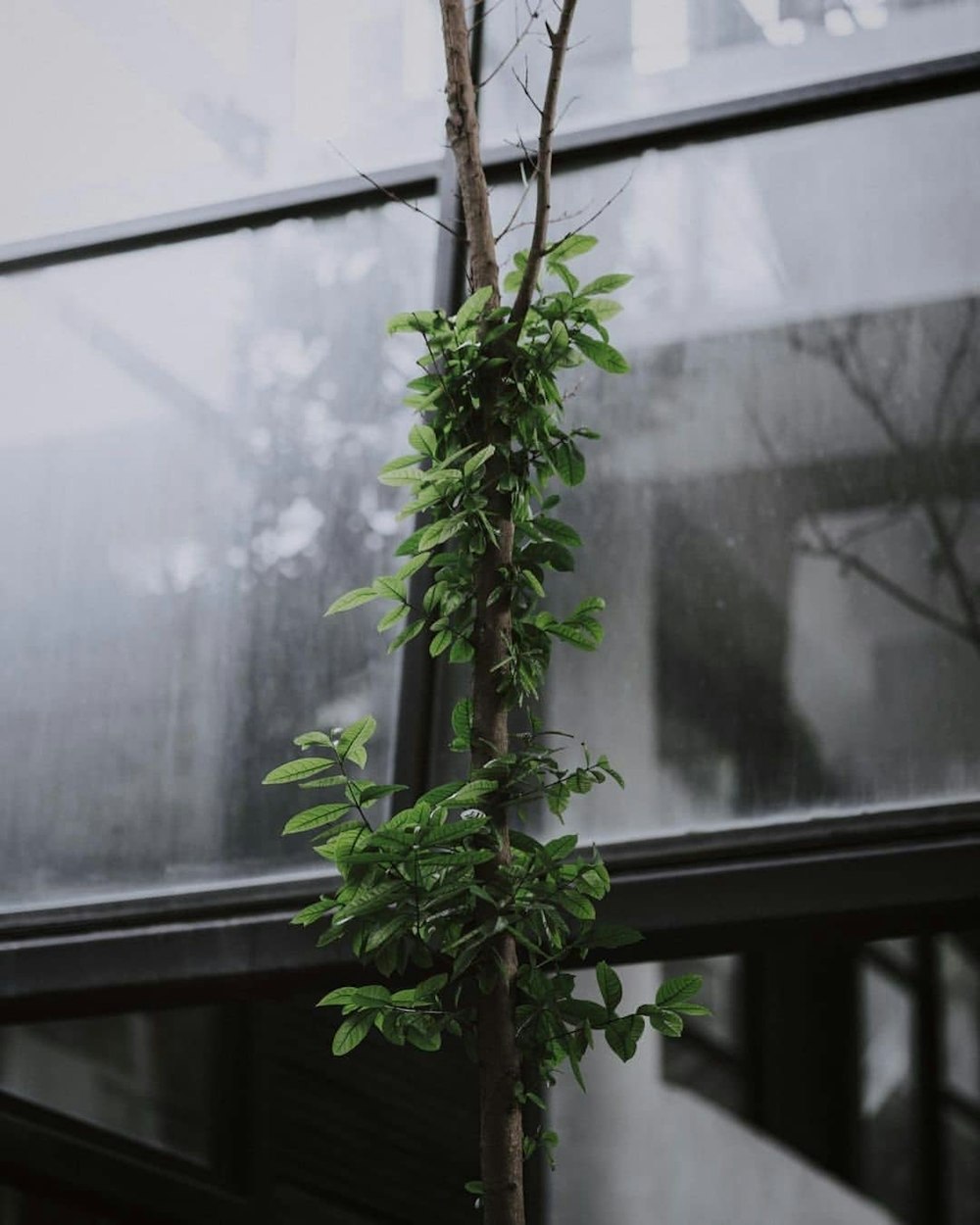 a small tree in front of a building