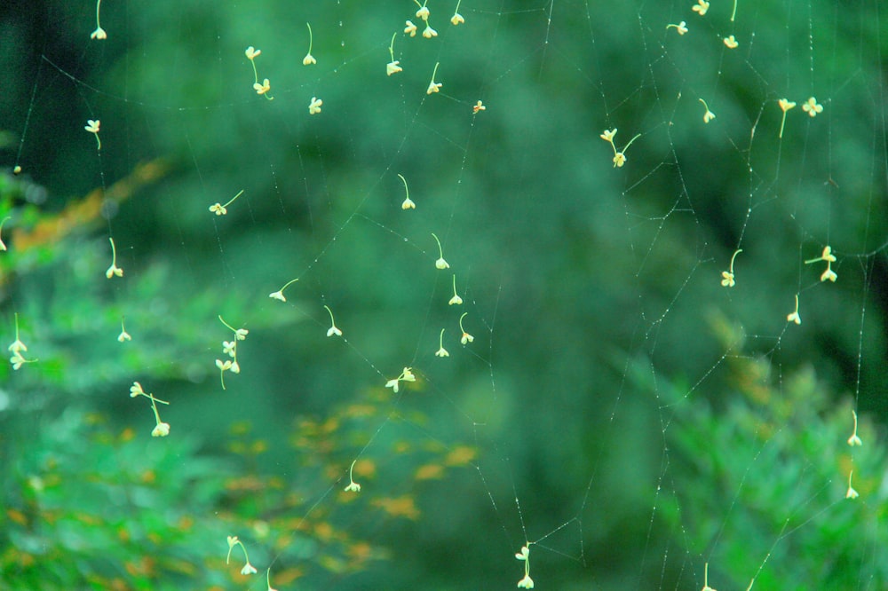 a spider web with yellow flowers hanging from it