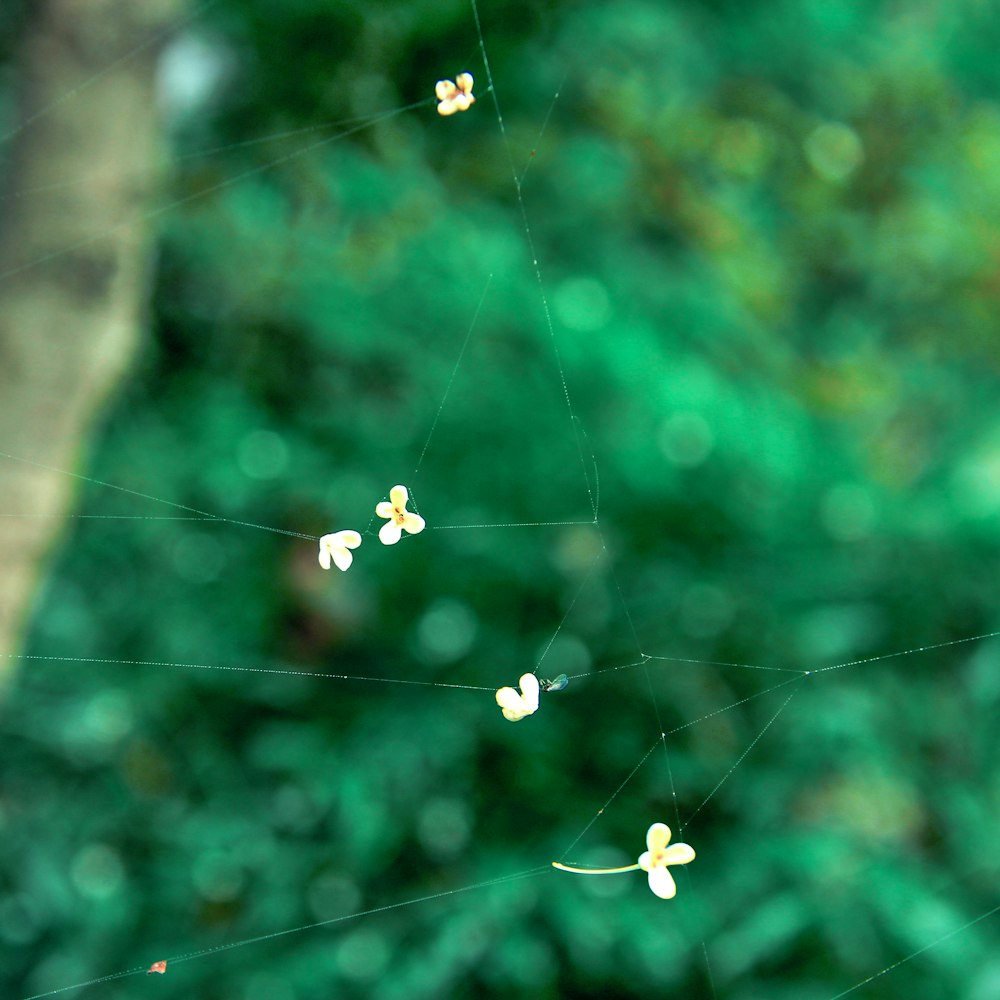 a close up of a spider web with flowers on it