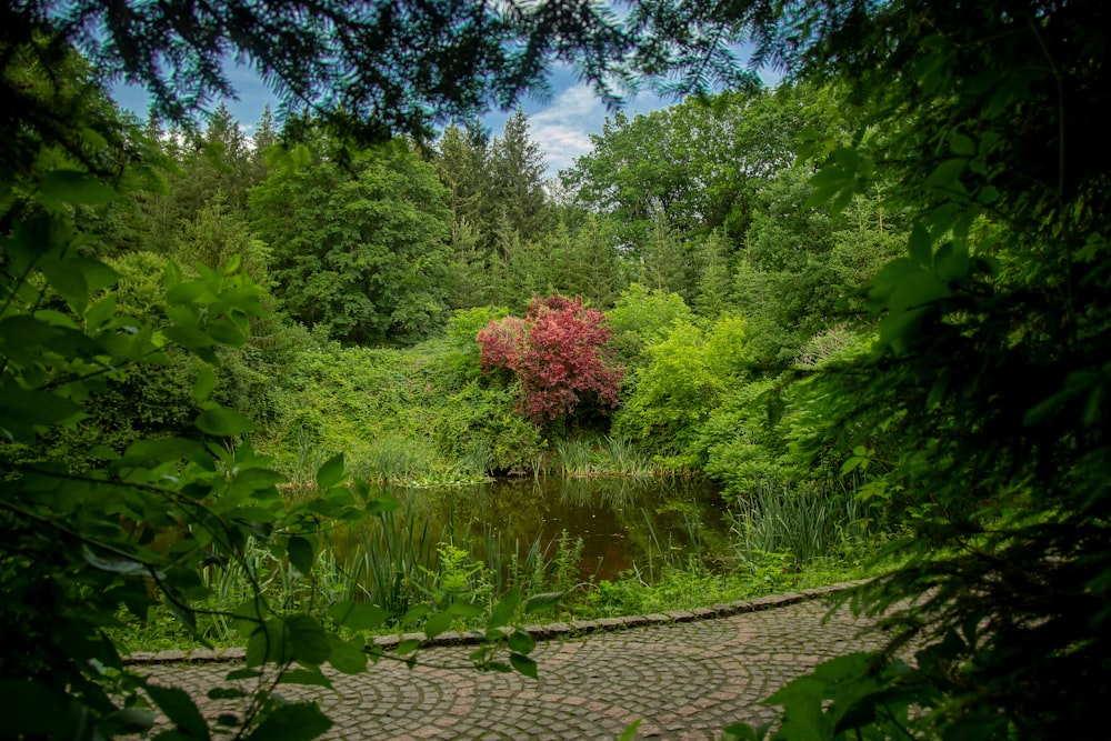 Ein kleiner Teich, umgeben von üppigen grünen Bäumen