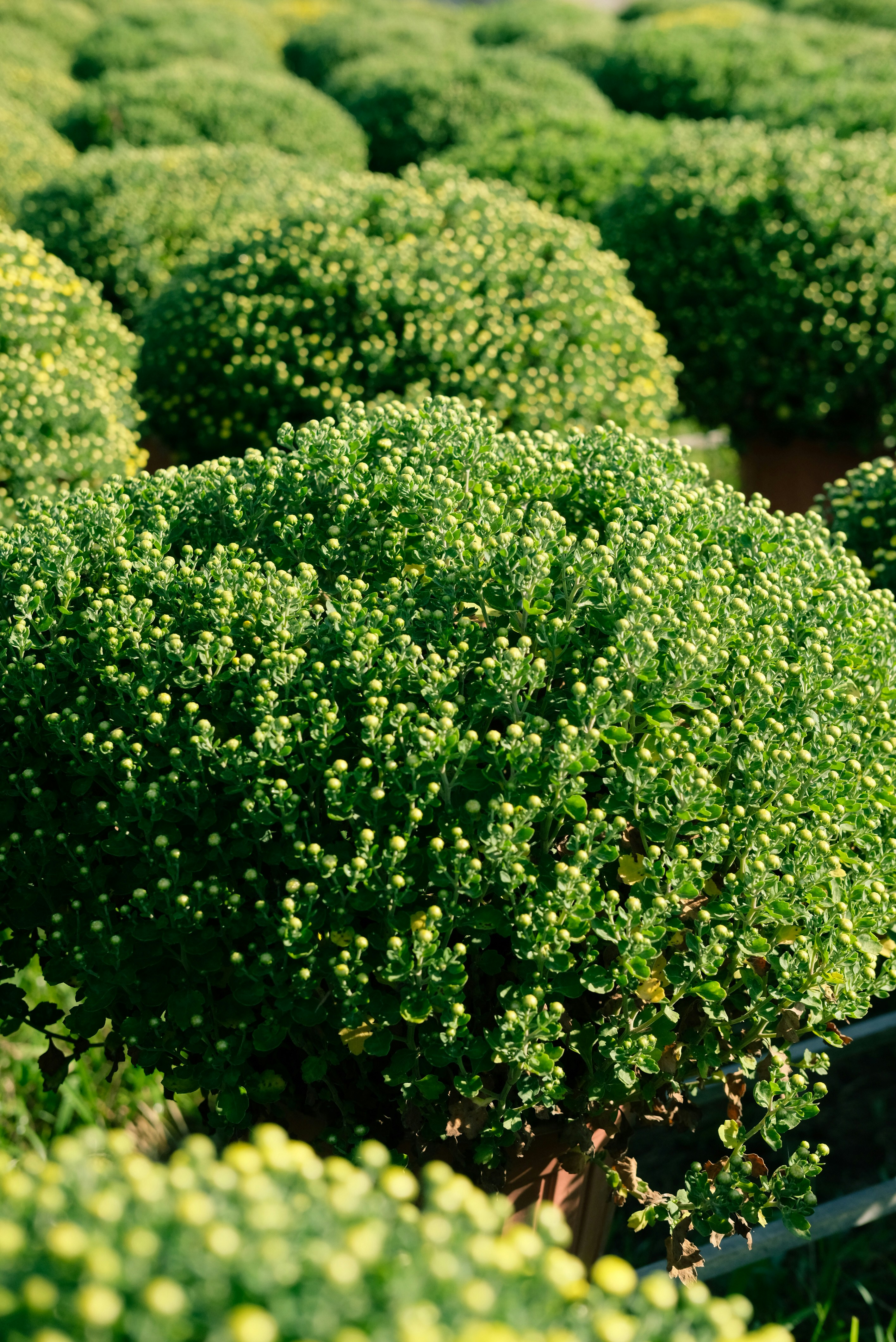 Un campo lleno de plantas verdes con muchas hojas