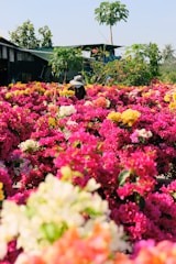 A gardener tending to vibrant flower beds in a sunny backyard.