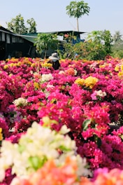 A gardener planting vibrant flowers in a sunny community park in southern Spain.